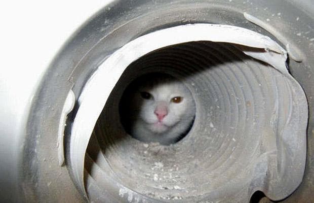 cat in duct