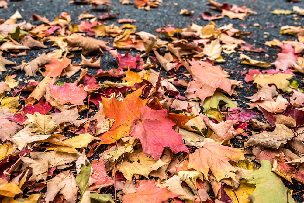 Leaves on Ground - Taking Care of Your Ac in the Winter