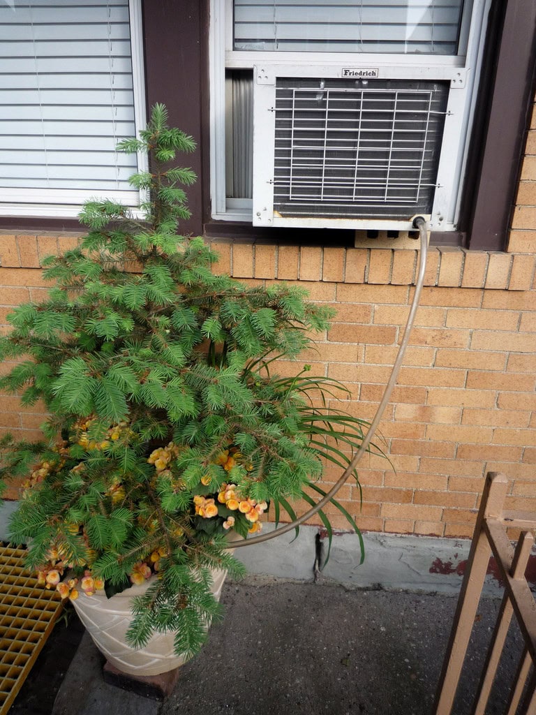 Can the water from my AC drain be used for watering